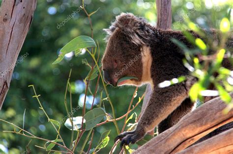 Koala Eating Eucalyptus Leaves — Stock Photo © cloudia #2461677