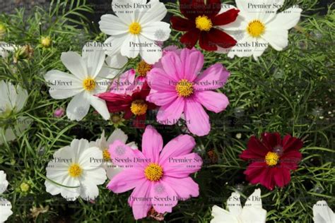 Cosmos Bipinnatus Casanova Mix Premier Seeds Direct