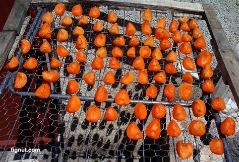 How to Dry Apricots in the Sun - FigNut