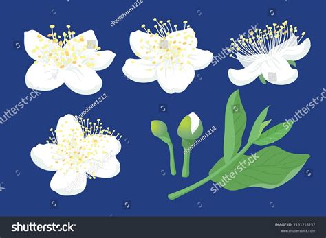 Guava Flowering Stock Photos and Pictures - 11,781 Images | Shutterstock