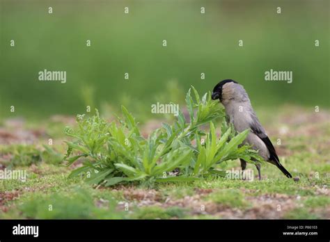 Plantje Hi Res Stock Photography And Images Alamy