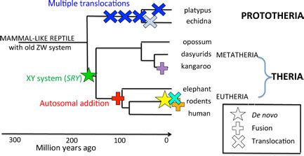 Major Sex Chromosome Changes Associated With Divergence Of Mammal