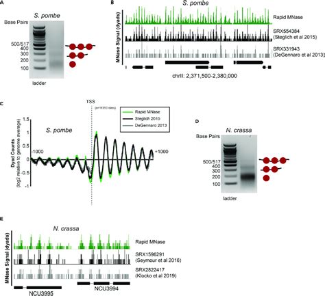 Rapid Mnase Can Accurately Map Nucleosome Positions In S Pombe And N