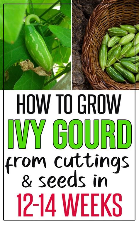 How To Grow Ivy Gourd Artofit