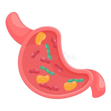 Human Stomach Showing Bacteria Inside Organism Anatomy Illustration