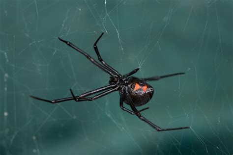 Western Black Widow Spiders Identification Prevention And Control In Southern California