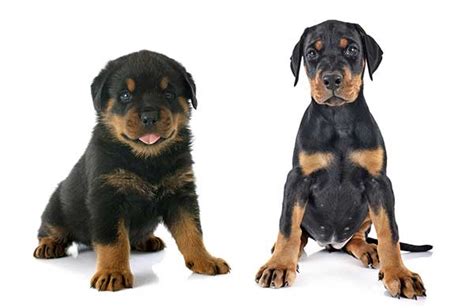 Doberman Rottweiler Mix The Complete Rotterman Dog Breed Guide