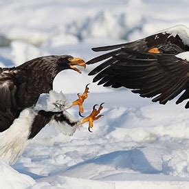 Birds in Shiretoko - Picchio Wildlife Research Center