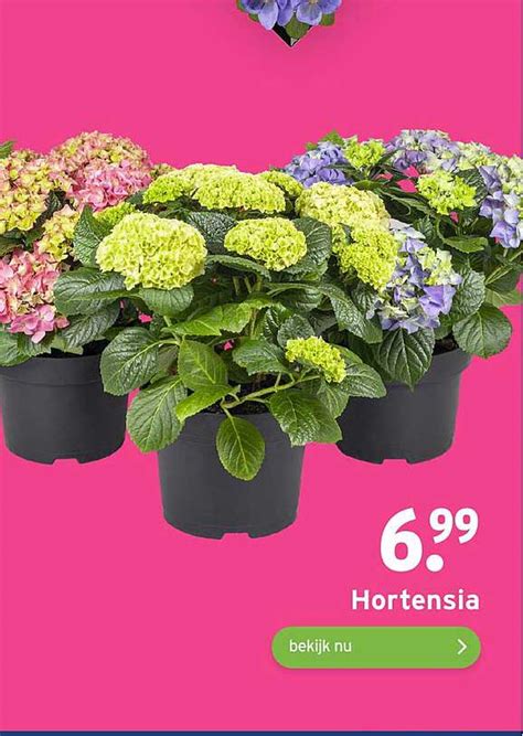 Hortensia Aanbieding Bij Gamma Folders Nl