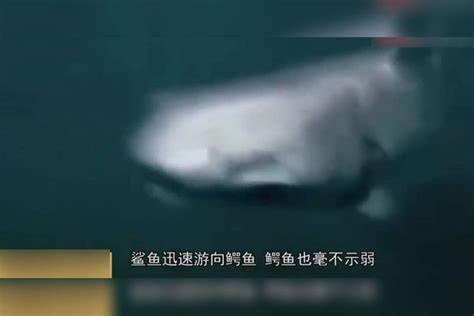 鳄鱼猎杀鲨鱼 稳、准、狠一招死亡翻滚 鲨鱼毫无还手之力鲨鱼翻滚死亡