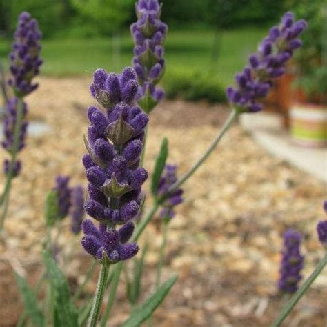 Lavender Hidcote, English Lavender – Future Forests
