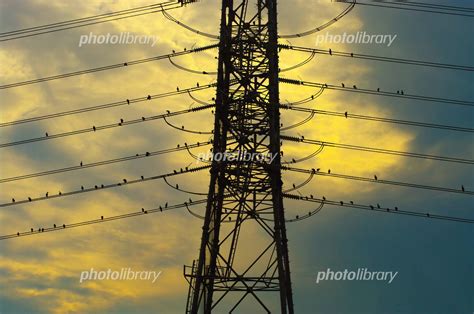 高圧線に止まる鳥たち 写真素材 343008 フォトライブラリー Photolibrary