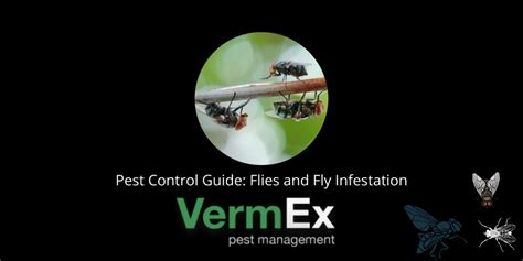 Flies and Fly Infestation: Your Questions Answered | VermEx