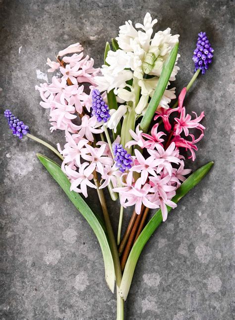 How To Force Hyacinth Bulbs Indoors