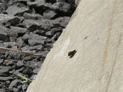 Hickory Hairstreak From Prescott And Russell Ca On Ca On July