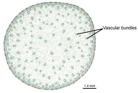 Maize morphology and anatomy | Earth@Home: Evolution