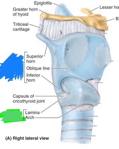 Resp Larynx Flashcards Quizlet