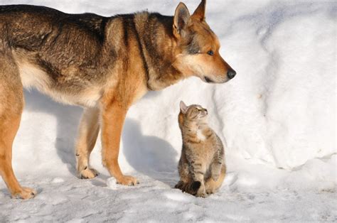 Просто друг... | Пикабу