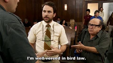 Bird Law Its Always Sunny In Philadelphia Know Your Meme