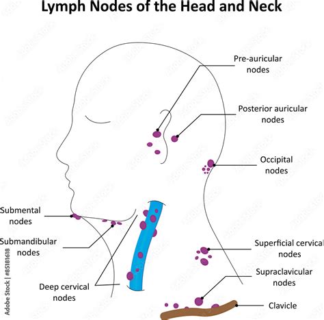 Stock Ilustrace Lymph Nodes Head Neck Labelled Diagram The Best Porn