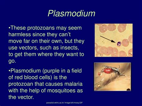 PPT - Protists PowerPoint Presentation - ID:256377