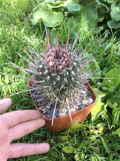 Stenocactus Phyllacanthus Var Grandicornis Cactus Jardines Crasas