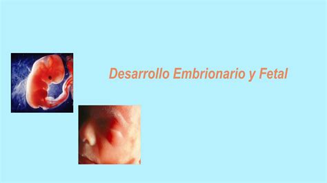 Solution Periodo Embrionario Y Fetal Studypool