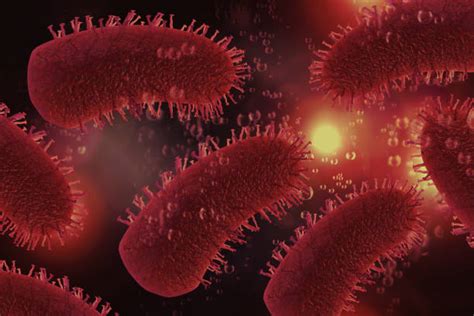 rhabdoviridae banco de fotos  imagenes de stock istock