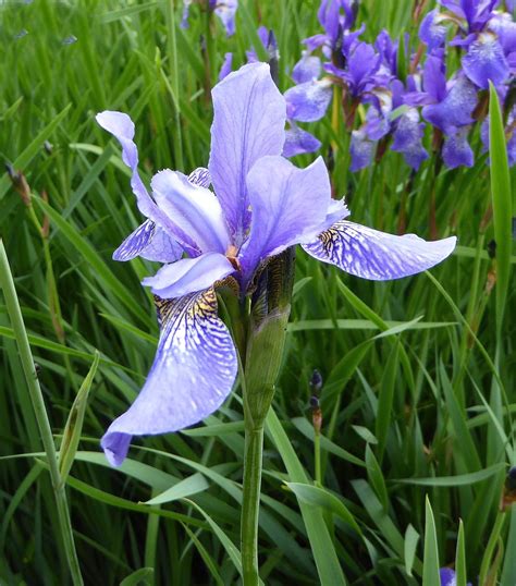 Wild Blue Iris Seeds Iris Missouriensis Seed Organic Flower Etsy