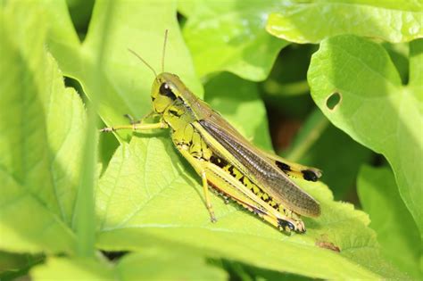 Photo de Criquet ensanglanté