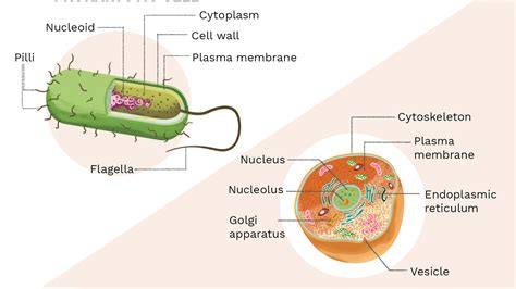 Eukaryotic Cells Have Flagella While Prokaryotic Do Not - About Flag Collections