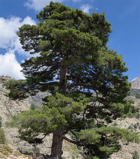 Trees Planet Pinus Nigra Maritima Corsican Pine