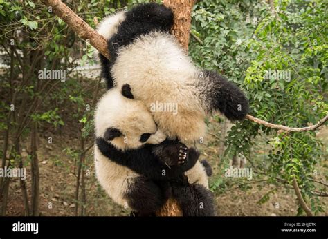 Giant panda, ChengDu panda Base, Sichuan , China Stock Photo - Alamy