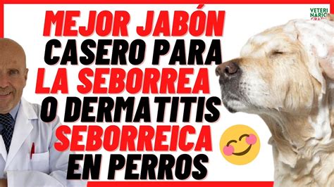 SEBORREA O DERMATITIS SEBORREICA EN PERROS TIPOS Y REMEDIOS Caseros