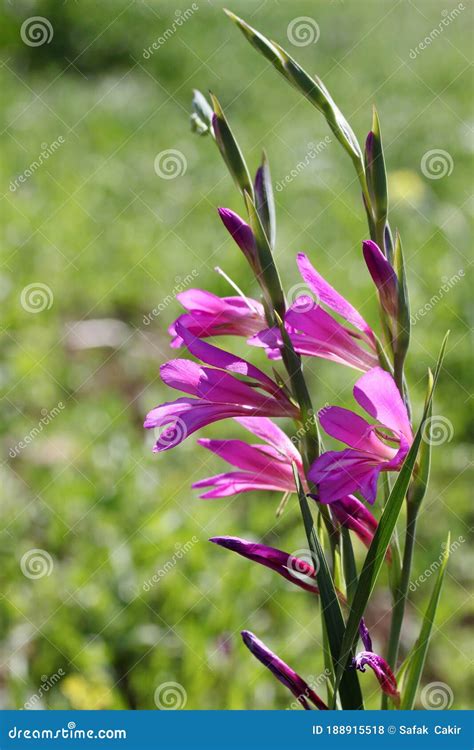 Wild Gladiolus Purple Flower. Stock Photo - Image of growth, ornamental ...