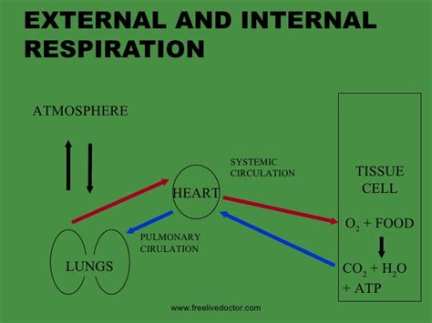 External&Internal Respiration