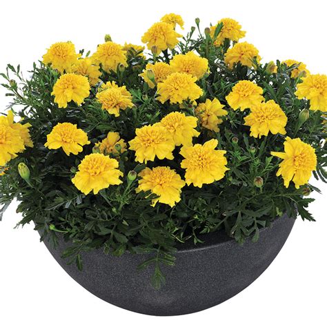 Marigold Super Hero Deep Yellow Marigolds Horticultural Products