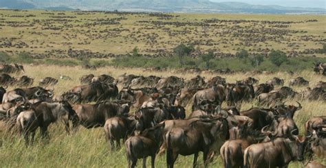 Masai Mara National Reserve Facinations - Popcane