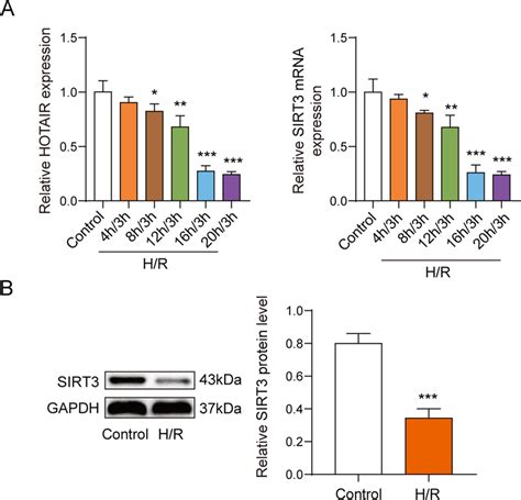 Lncrna Hotair And Sirt3 Expression Were Downregulated In Hr Induced