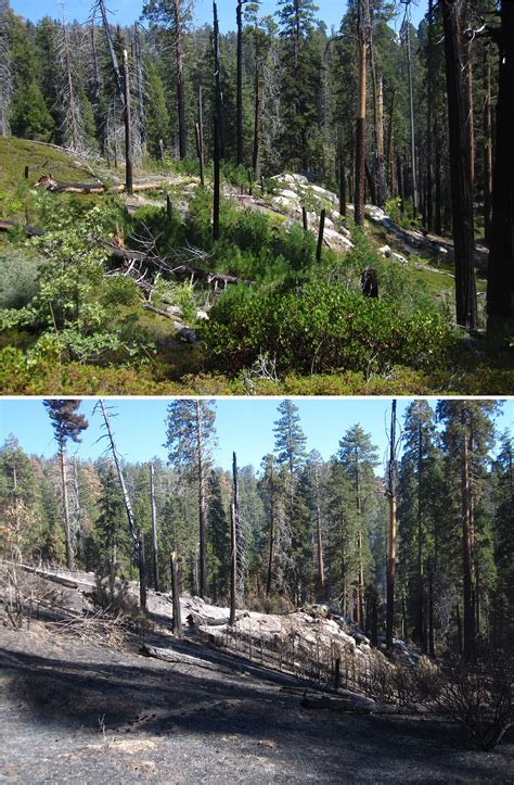 Wildfires Kill Unprecedented Numbers Of Large Sequoia Trees Us