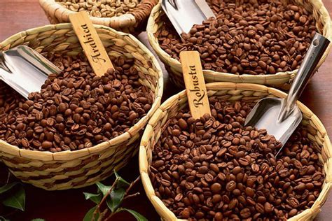 Kartinimedia Id Memilih Kopi Lebih Sehat Robusta Atau Arabika