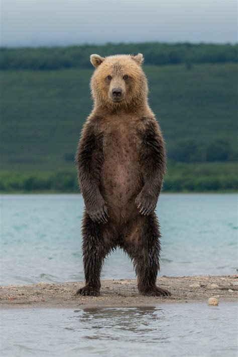 Камчатка | Brown bear, Bear pictures, Bear