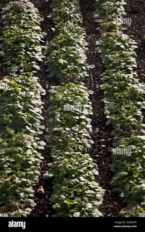 Winter Purslane Growing In Vegetable Garden In Winter Wisley Surrey