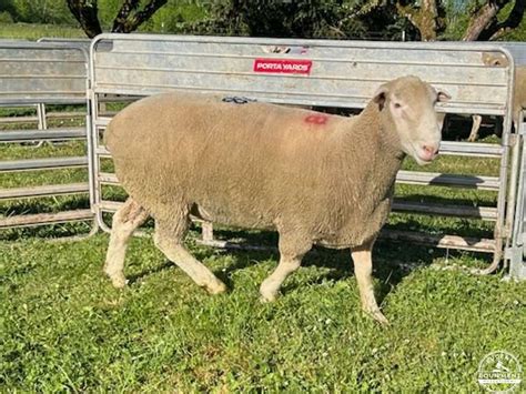 Yearling Dorset Ram - Eugene Equipment Auction