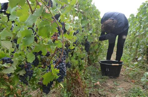 Actus Champagne Fm Les Dates Des Vendanges Connues