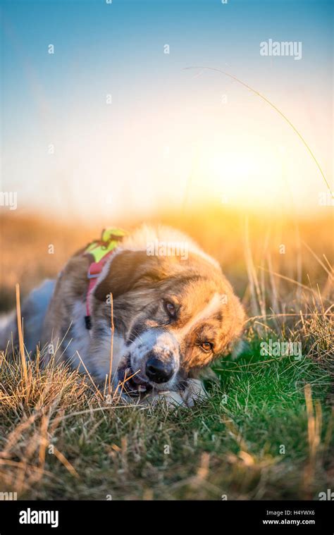 dog eating bone Stock Photo - Alamy