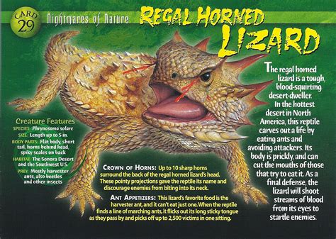 Regal Horned Lizard Weird N Wild Creatures Wiki Fandom Powered By