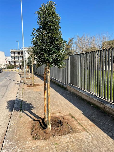 FASANO PIANTUMAZIONE DI 200 NUOVI ALBERI IN TUTTO IL TERRITORIO