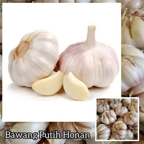 Jual Bawang Putih Honan Bonggol Alami Garlic Grade A Kg Jangan Lupa