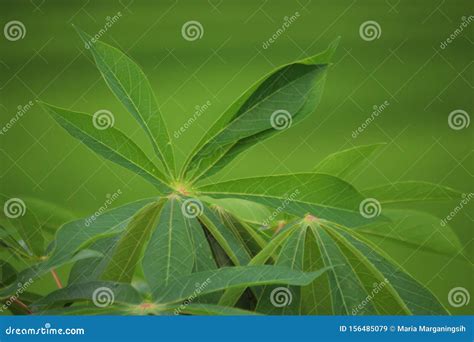 Cassava Leaves Stock Image CartoonDealer 49483807